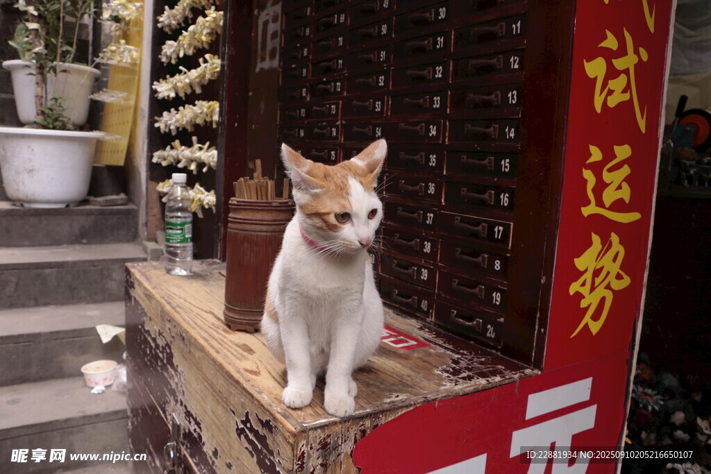 猫咪