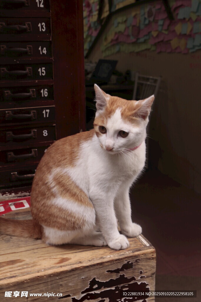 猫咪
