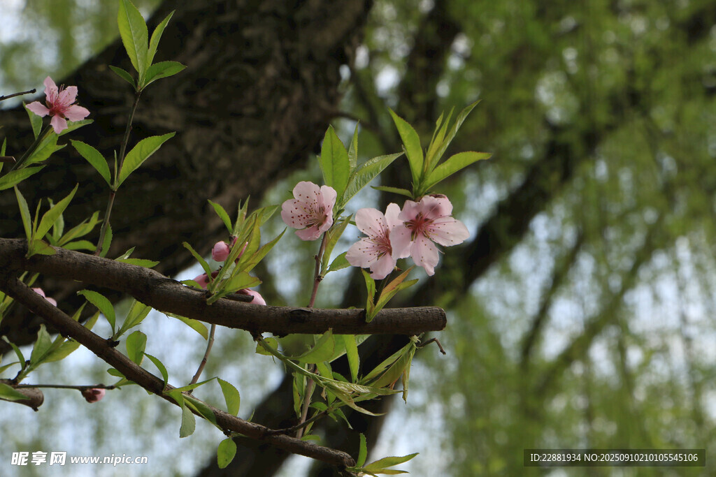桃花树