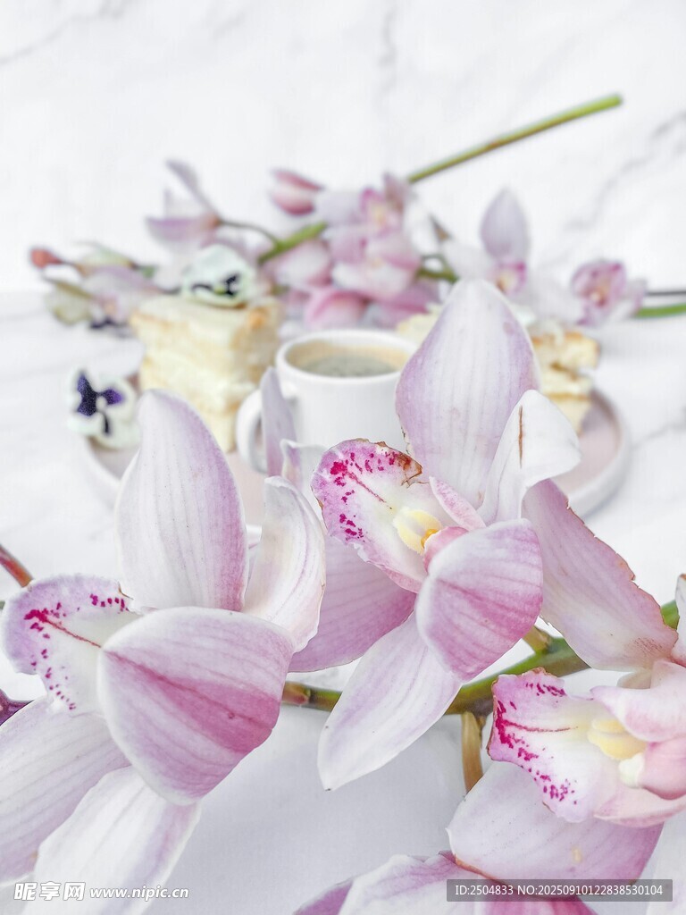 优雅粉色兰花特写
