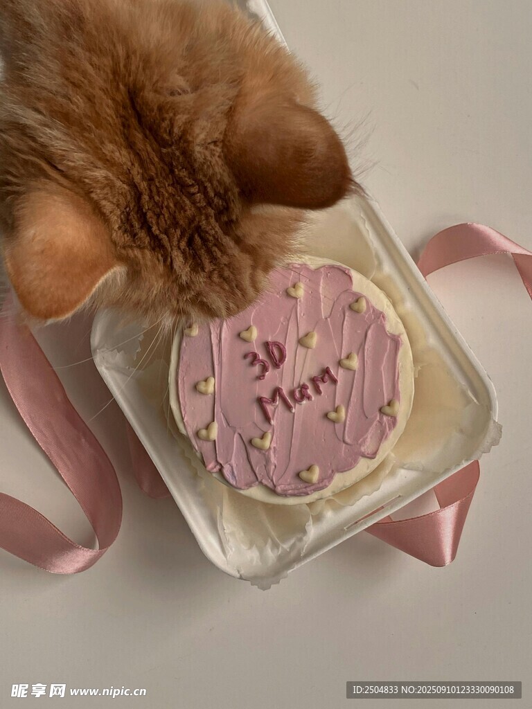 猫咪嗅闻爱心形状小蛋糕