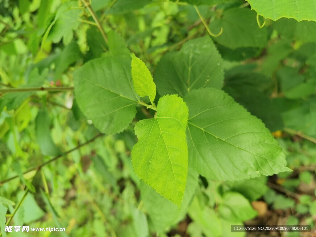 嫩绿叶片展现自然生机