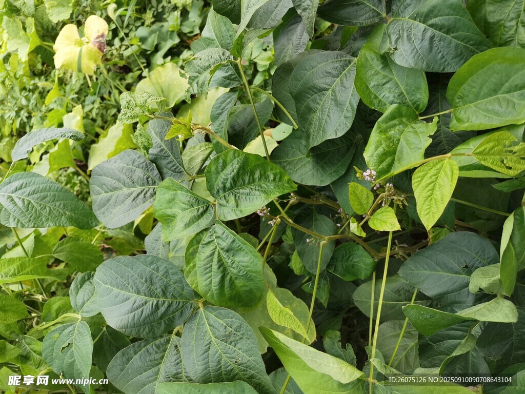 繁茂绿植展现生机景象
