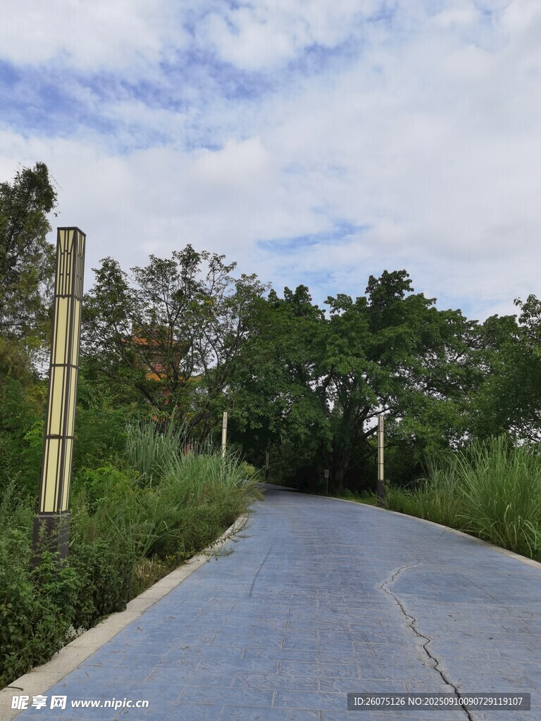 乡间林荫路静谧自然景