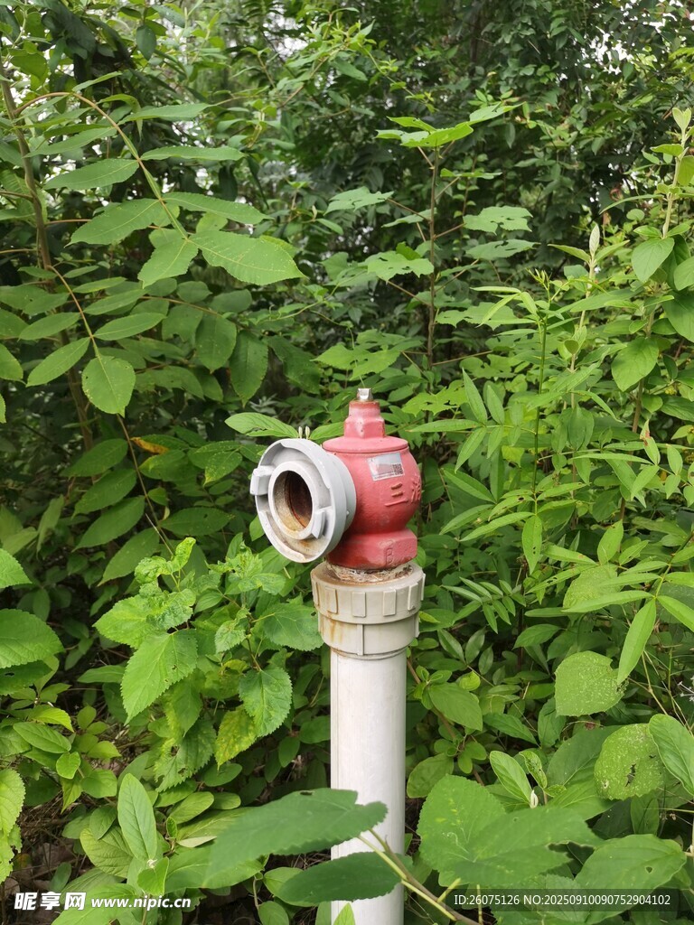 草丛中的红白消防栓