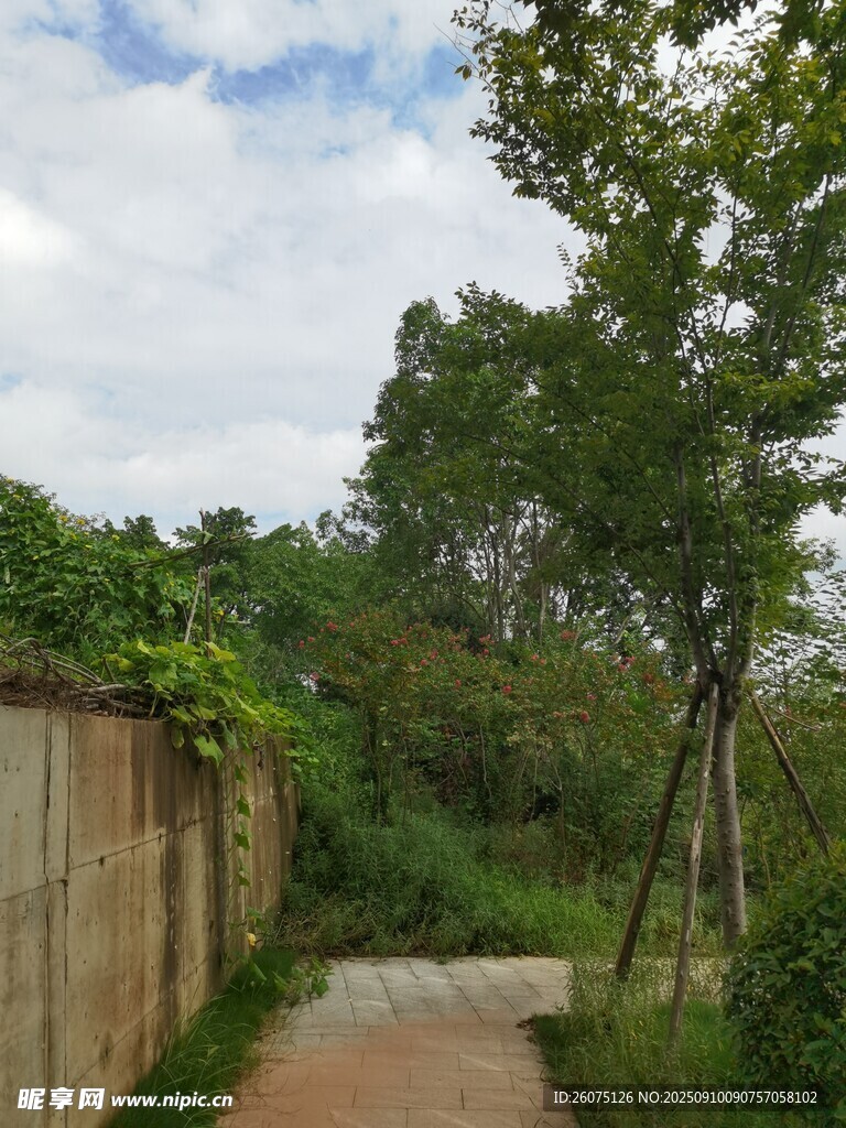 林间小道自然清新景致
