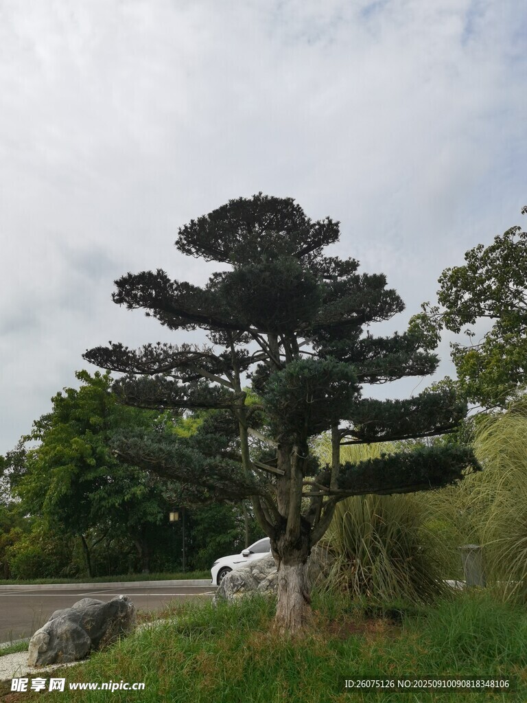 造型独特的路边景观树