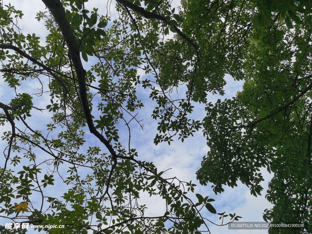 仰视繁茂枝叶间的天空