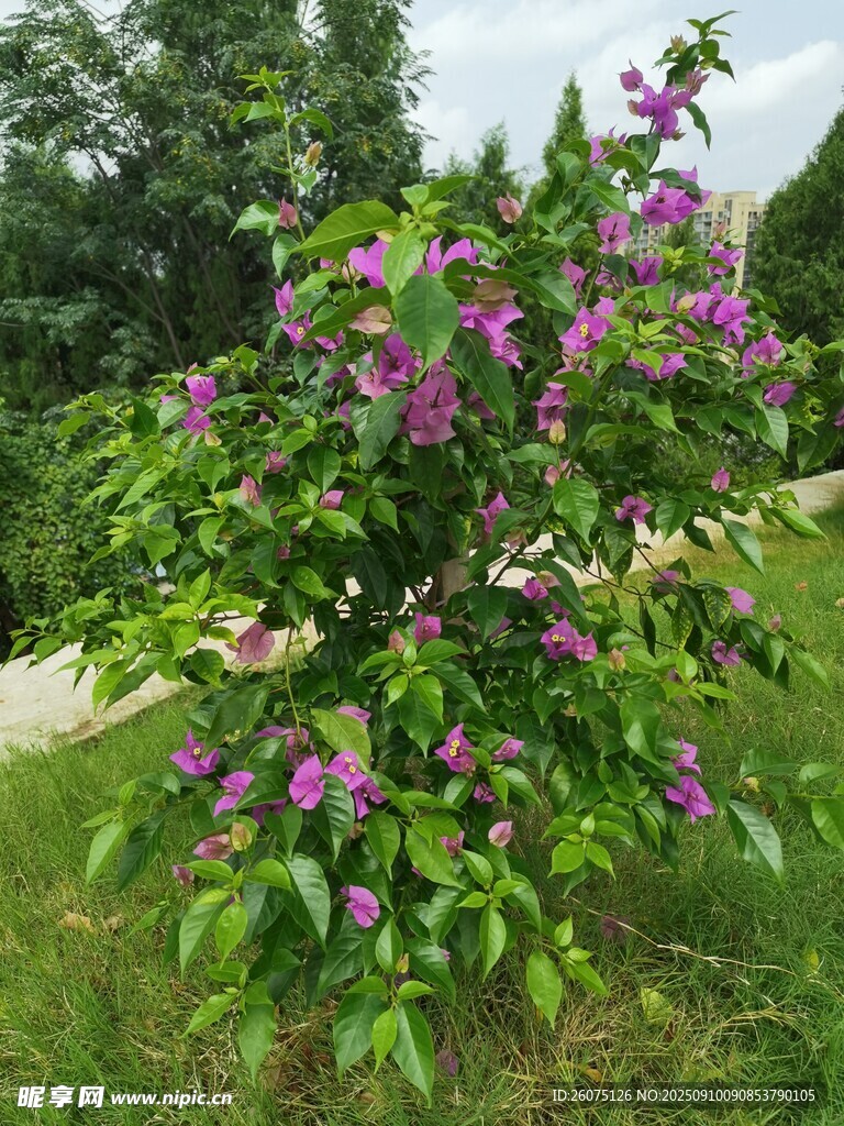 盛开的紫色三角梅花丛