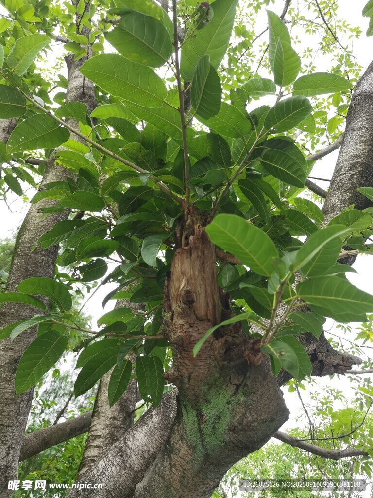 茂盛生长的树林