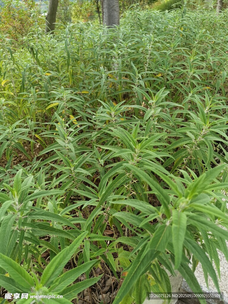 茂密绿植景观