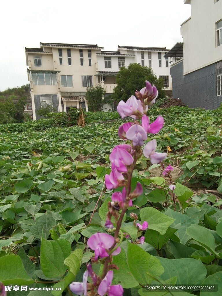 田园中绽放的艳丽花朵