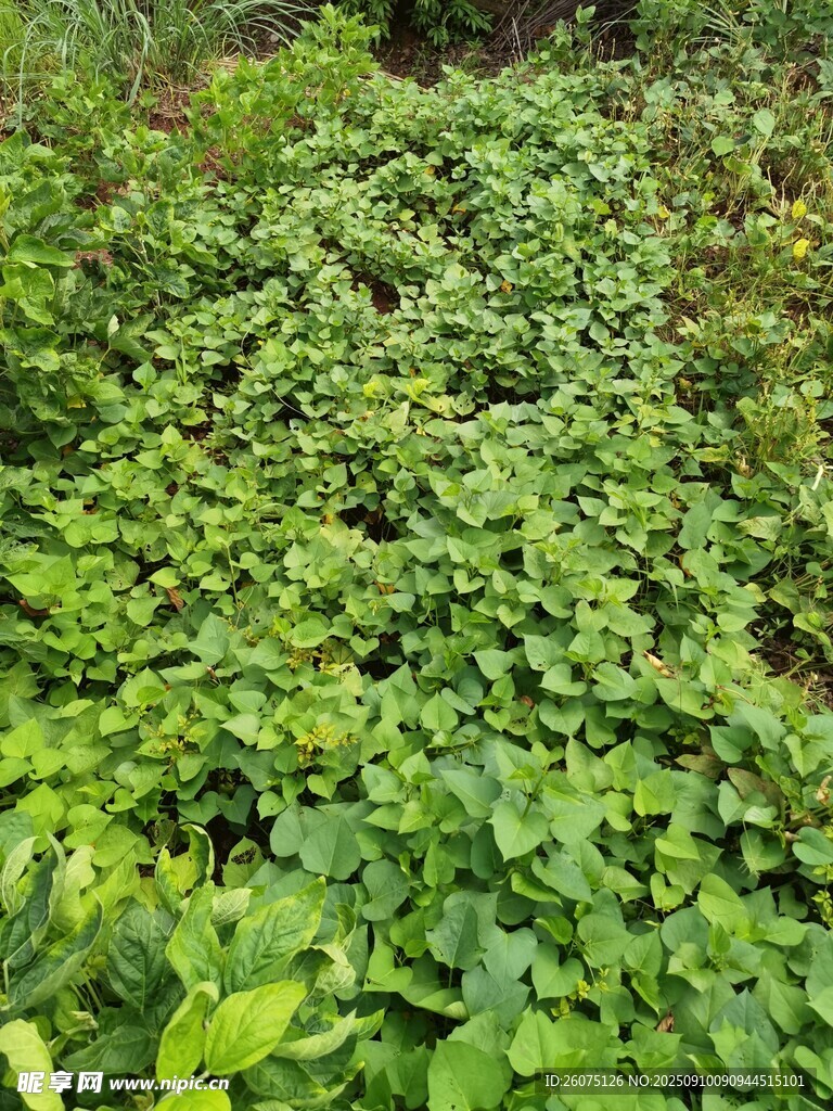 繁茂绿植景观