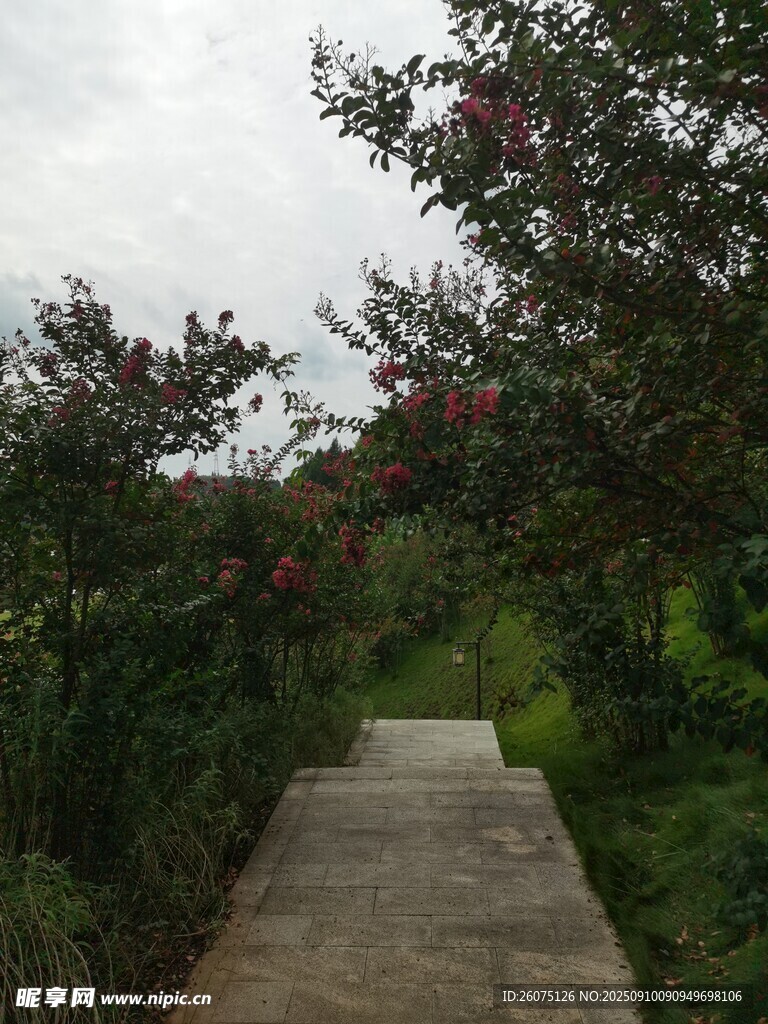 林间石板小径绿意盎然