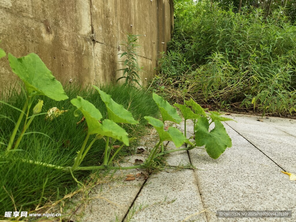 墙边生长的翠绿植物
