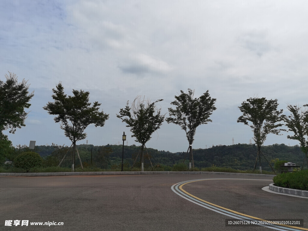 宽阔道路旁的成排树木