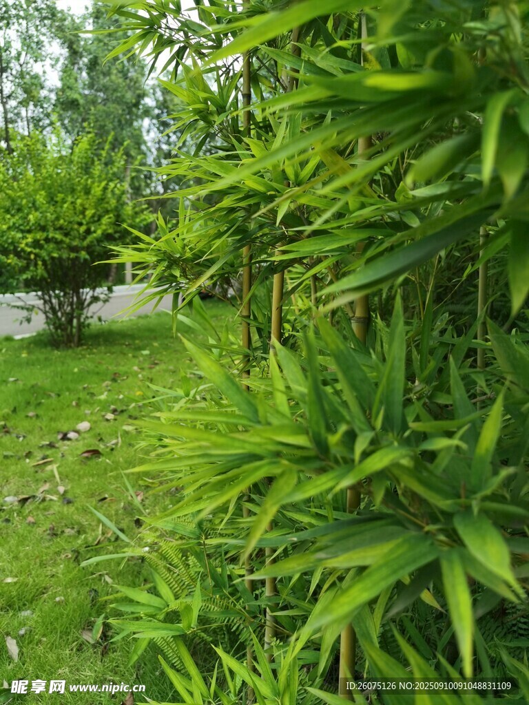 绿意盎然的户外竹林景观
