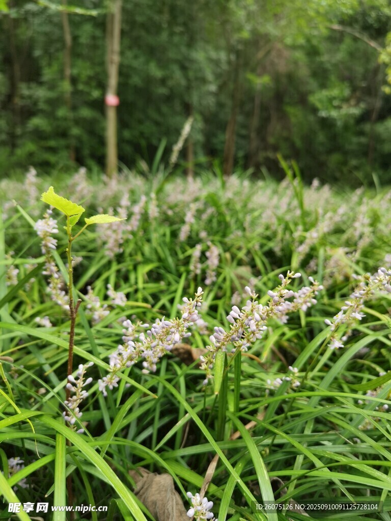 茂密草丛中的清新小花