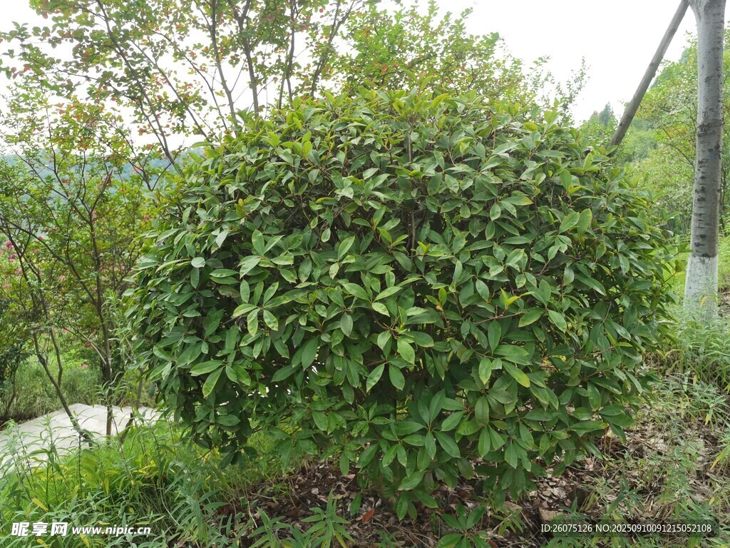 球形绿植生机盎然