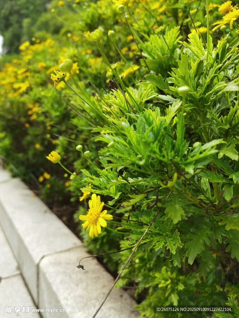 路边绿植与绽放小黄花