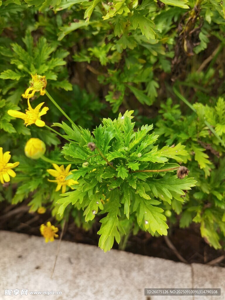 绿叶丛中黄色小花绽放