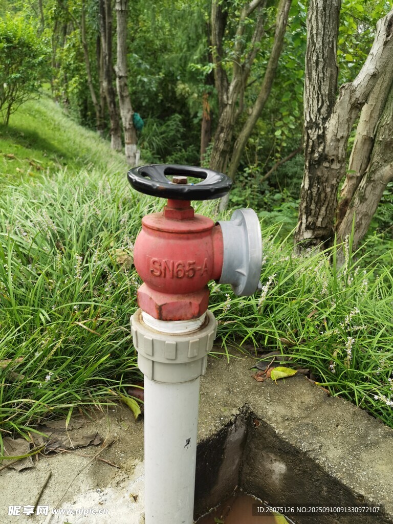 户外草地旁的消防栓