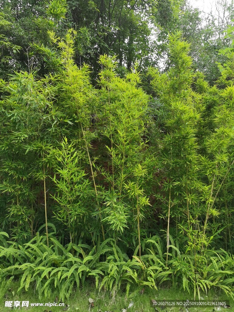 翠绿竹林景观