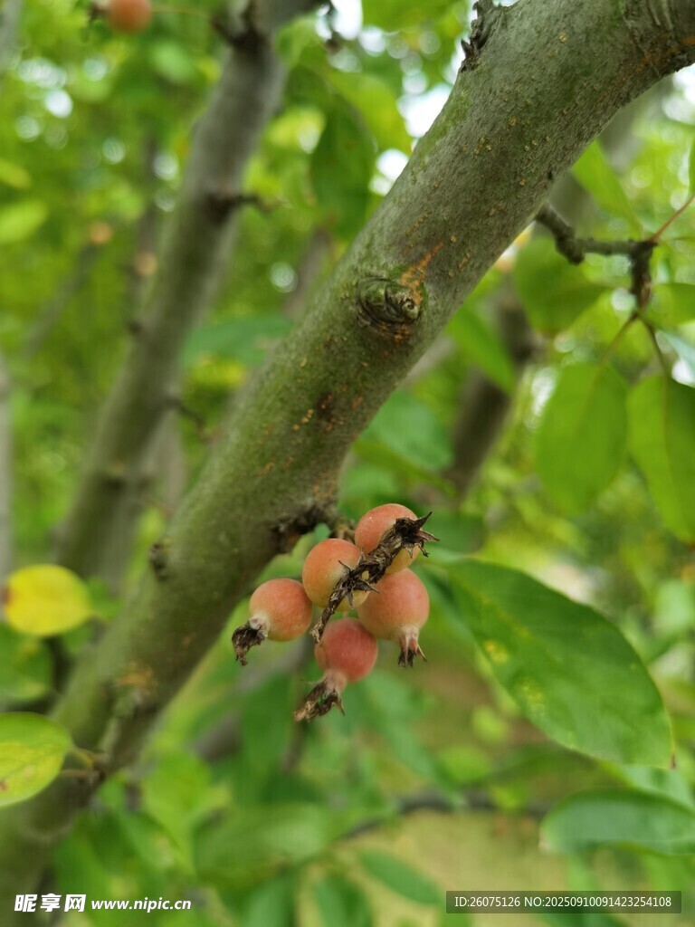 树枝上的鲜艳果实