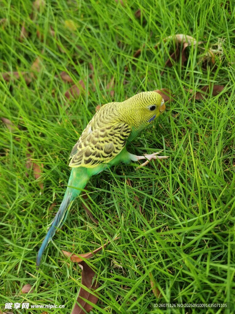 草地上的虎皮鹦鹉