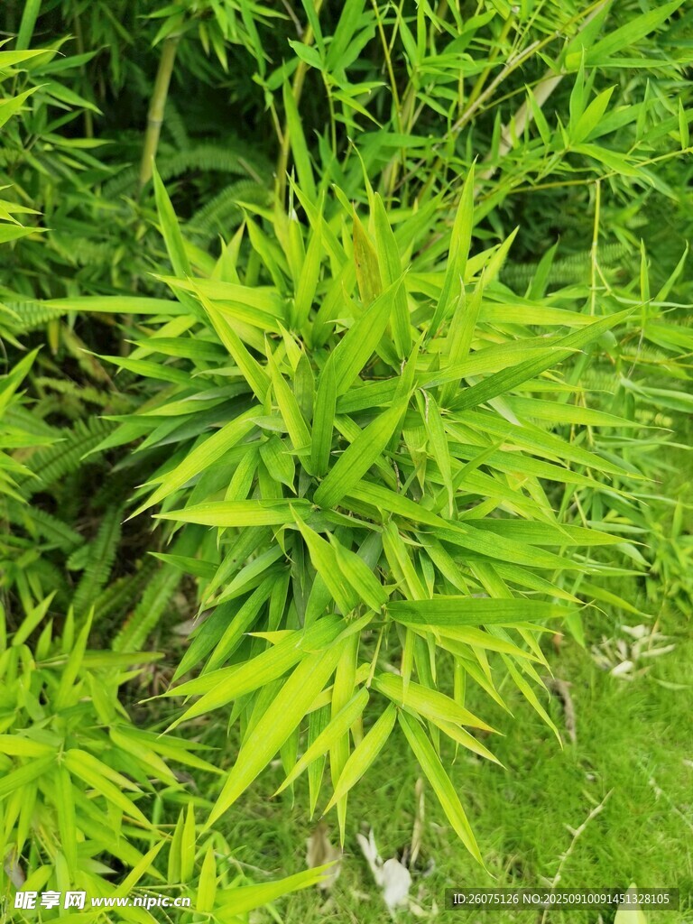 翠绿竹叶尽显自然生机