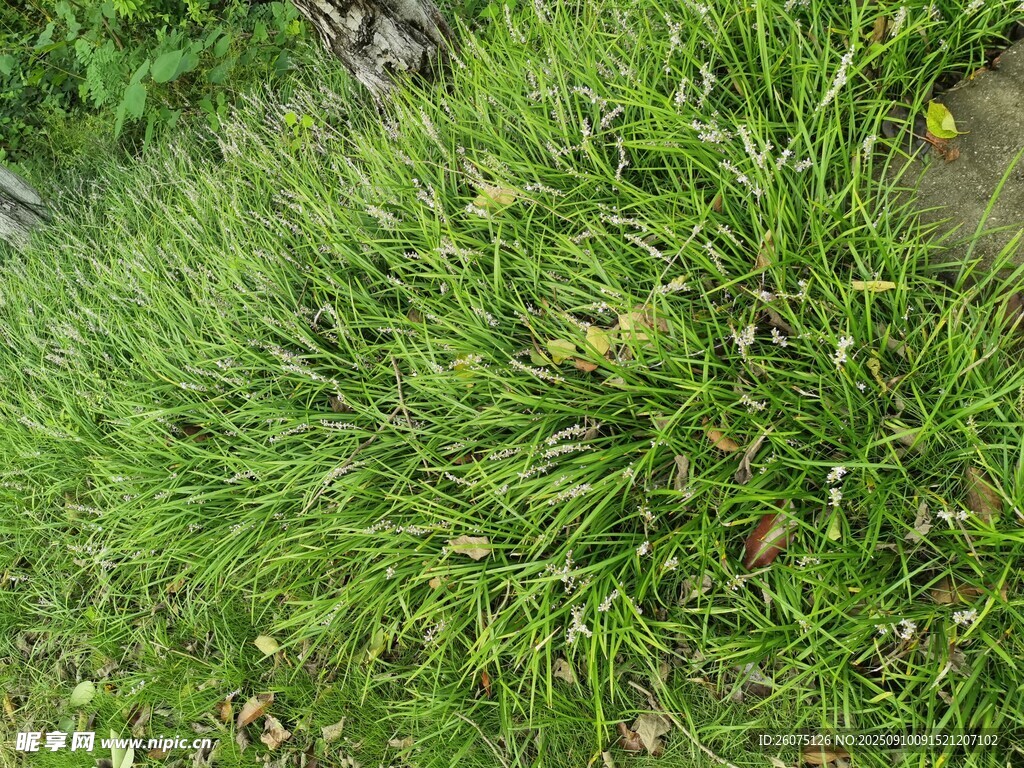 翠绿草地生机盎然