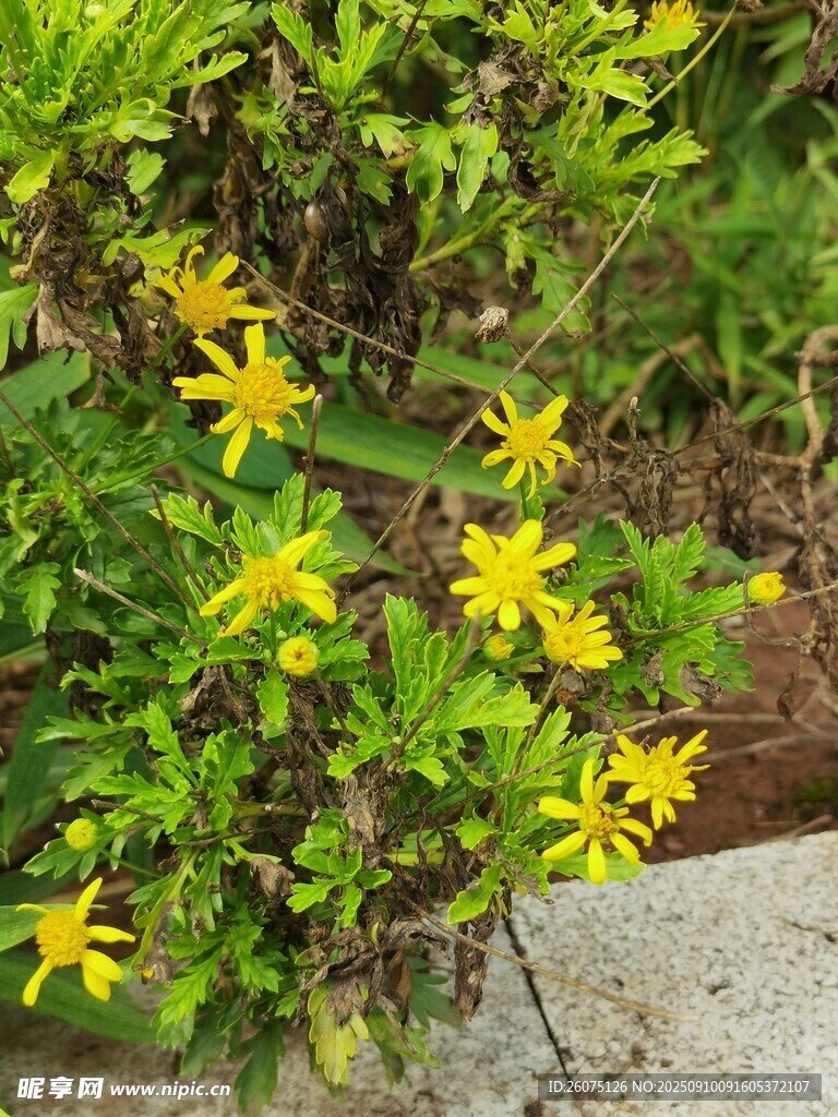 黄色小花绽放绿叶间
