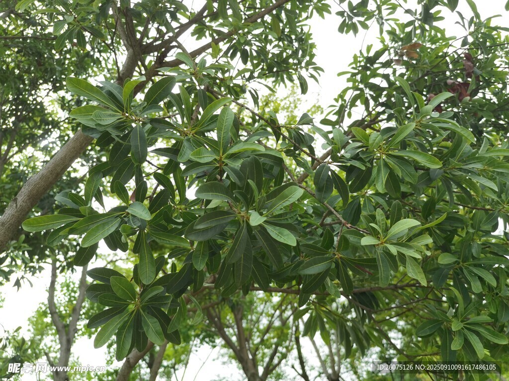绿叶繁茂的树枝景象