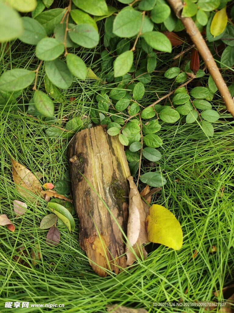 草丛中的神秘棕褐色物体