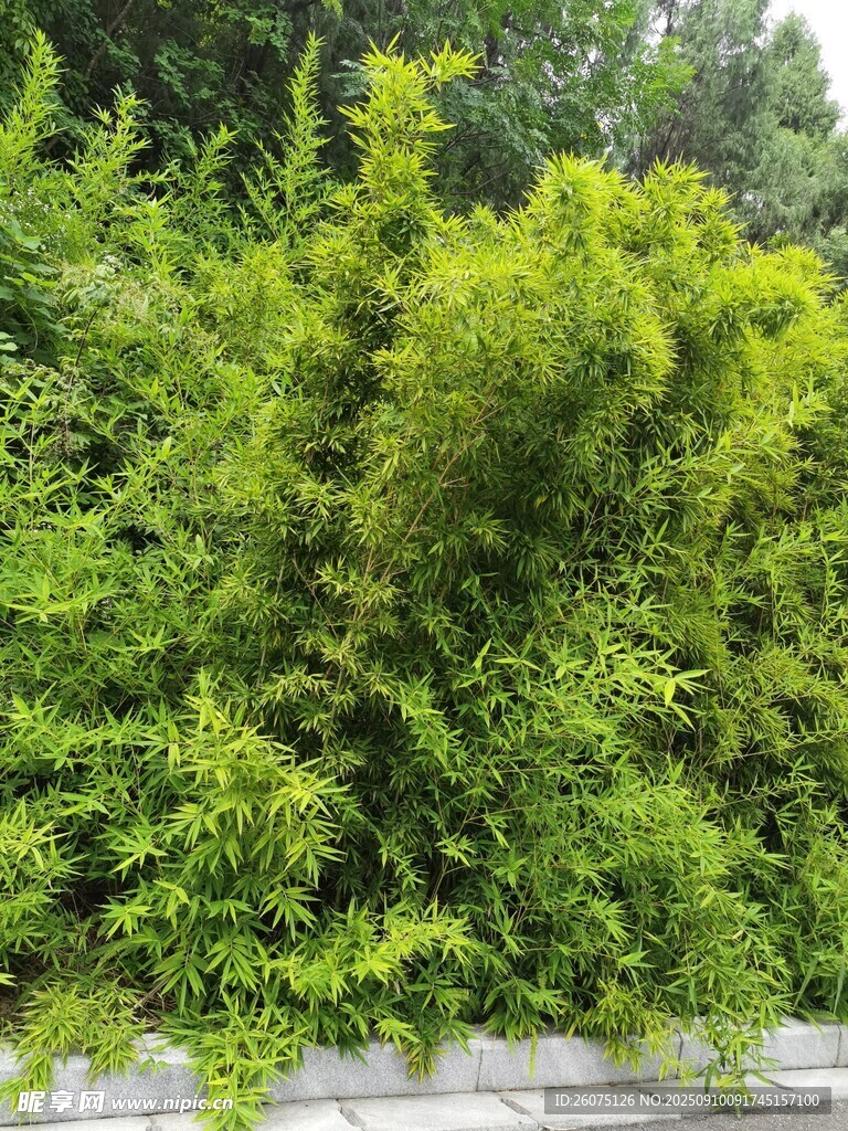 茂密绿植景观