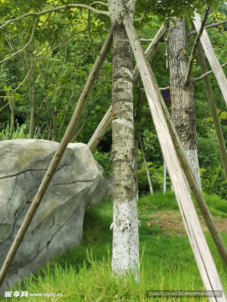 林间树木与巨石景观