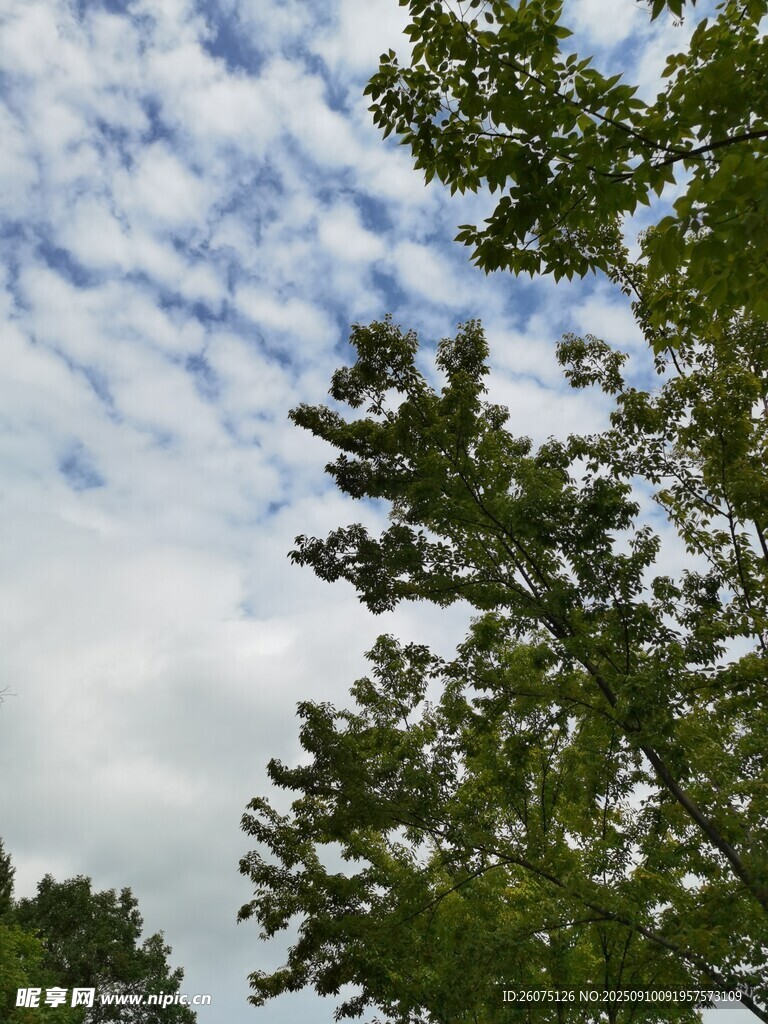 仰望枝叶间的蓝天白云