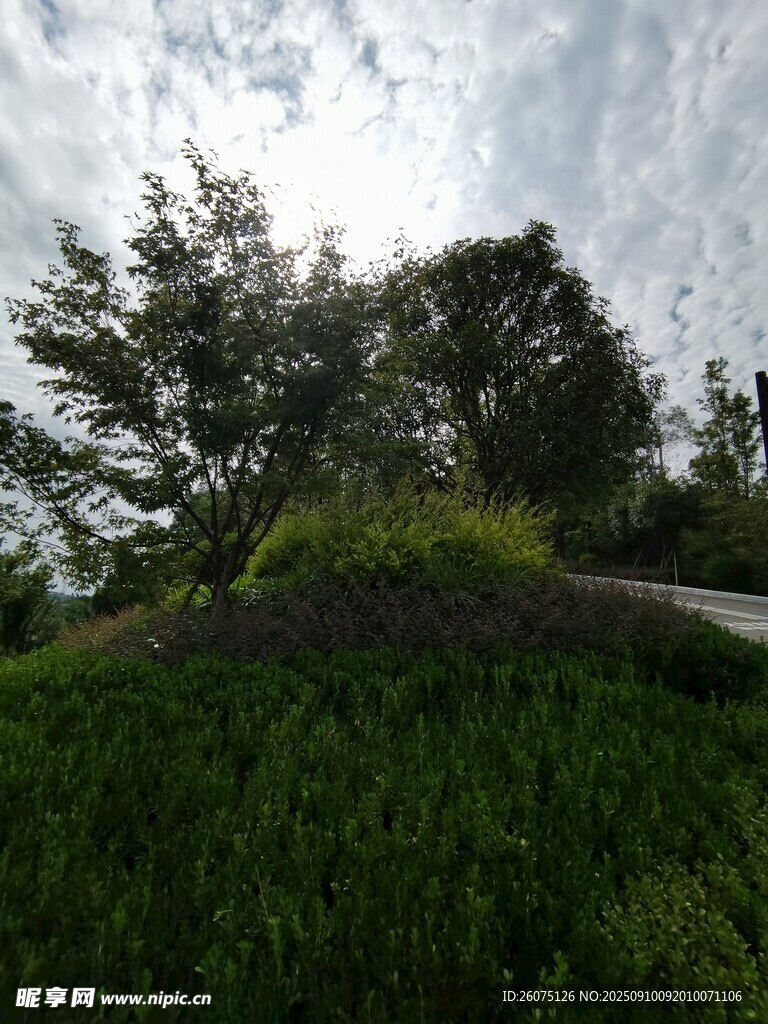 绿意盎然的户外自然景致