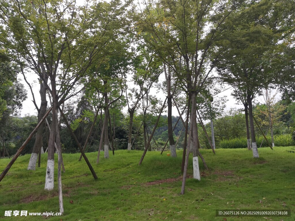 林间草地树木景观