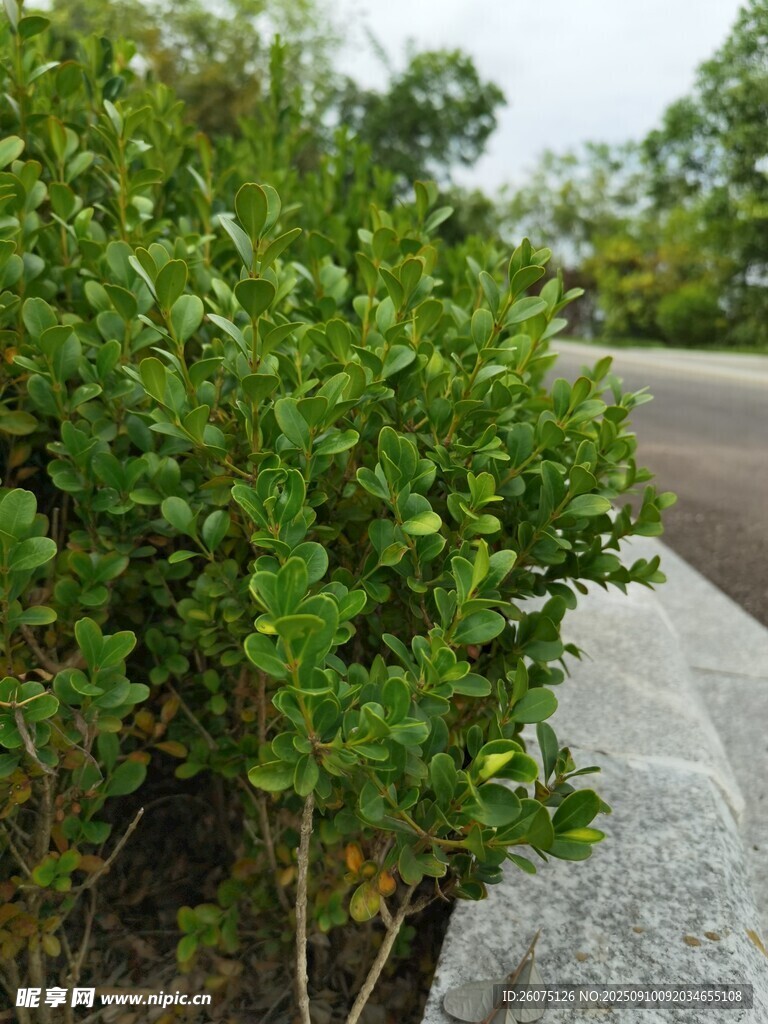 路边翠绿灌木丛景观