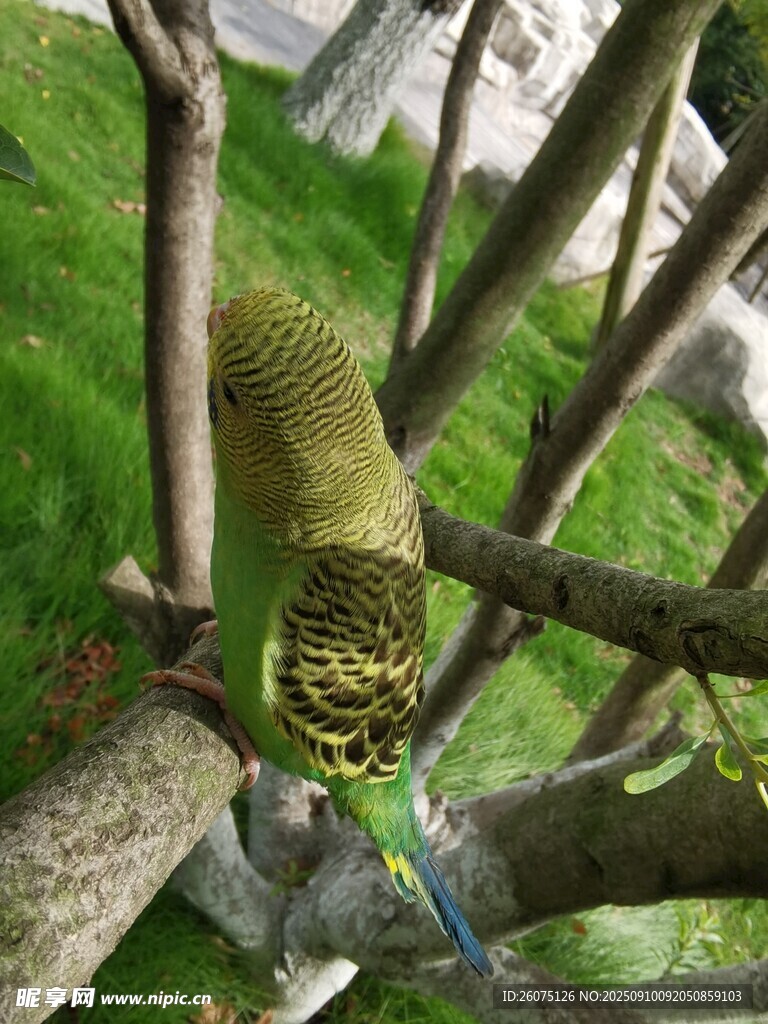 树枝上的鹦鹉