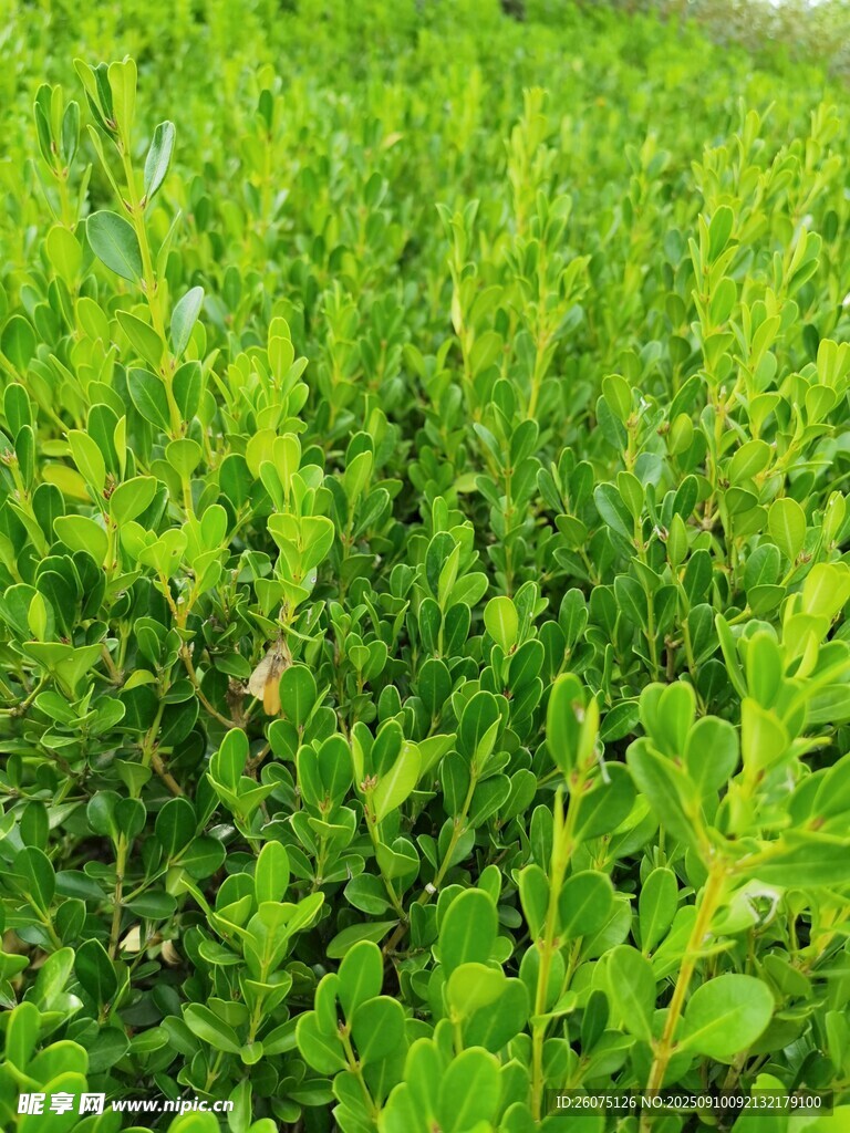 翠绿繁茂的植物景观