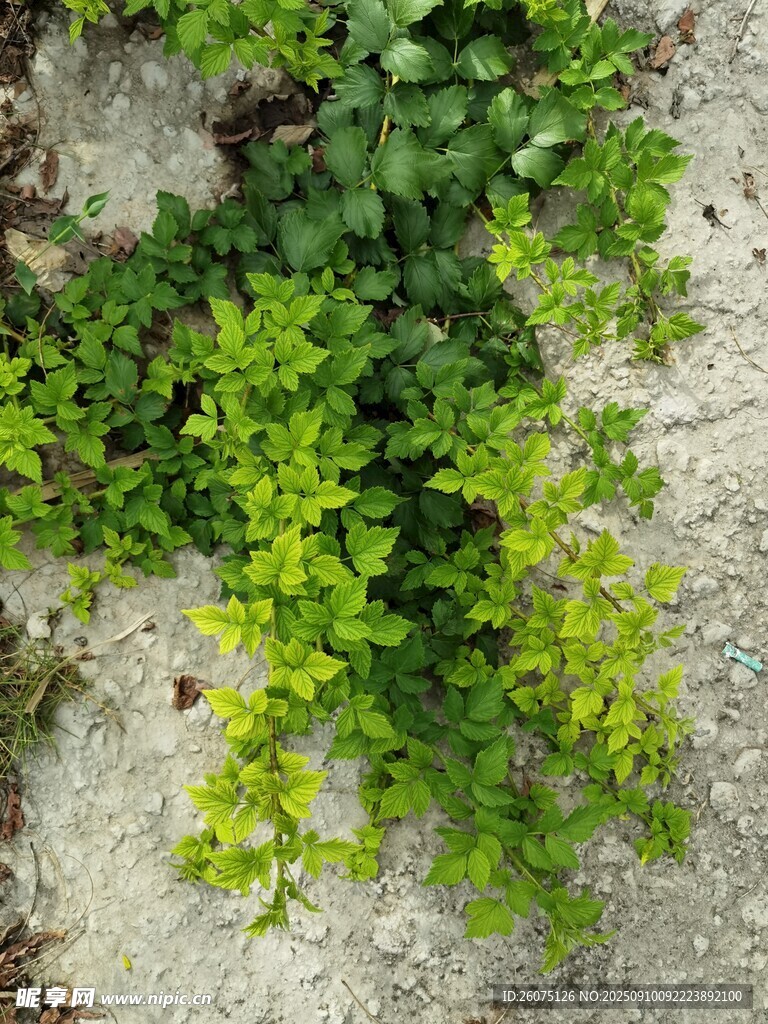 石缝中生长的翠绿植物