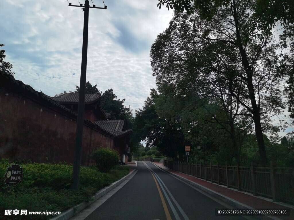 乡村林荫公路景象