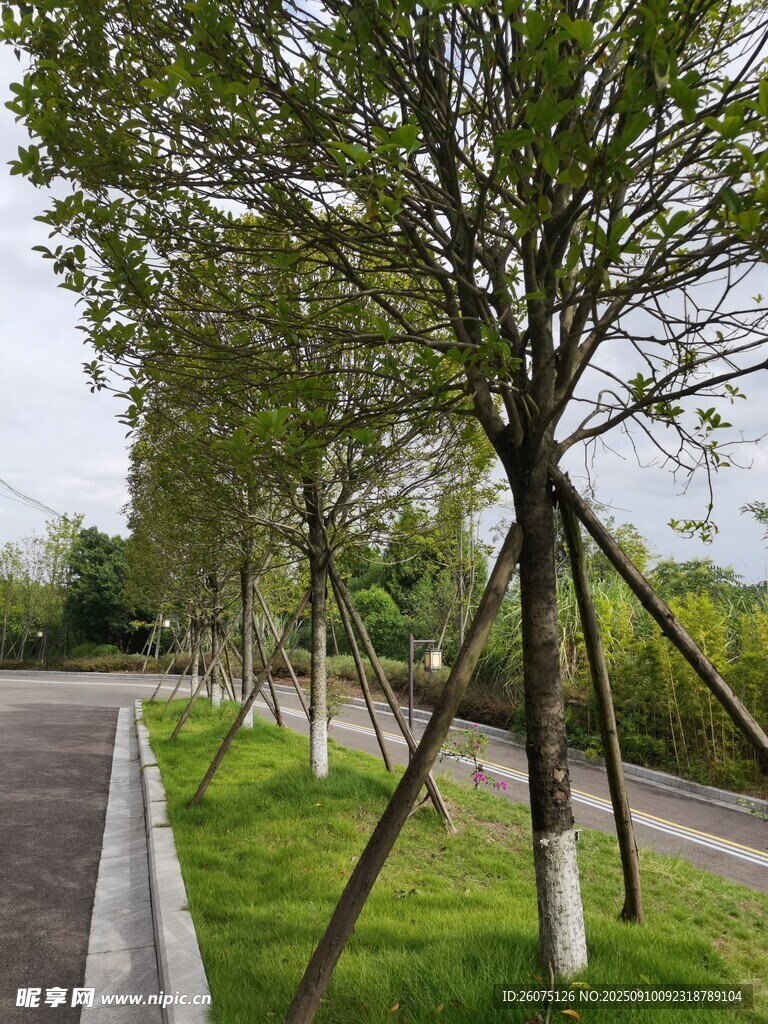 道路旁整齐支撑的绿化树木