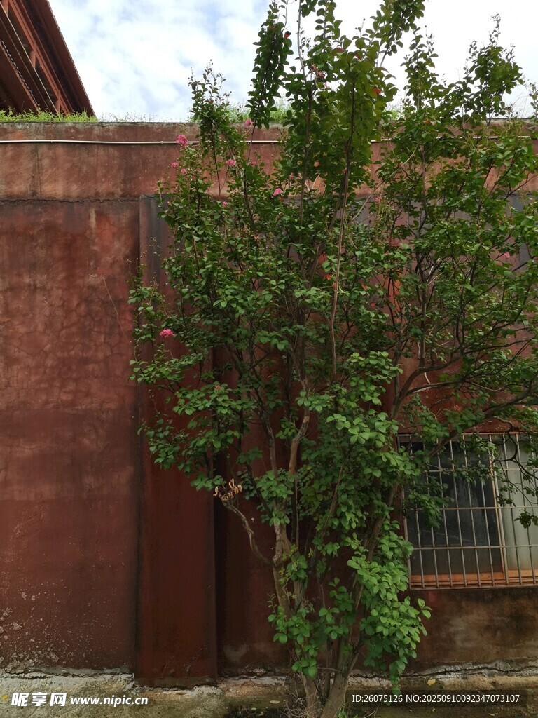 红墙边绿植生机盎然