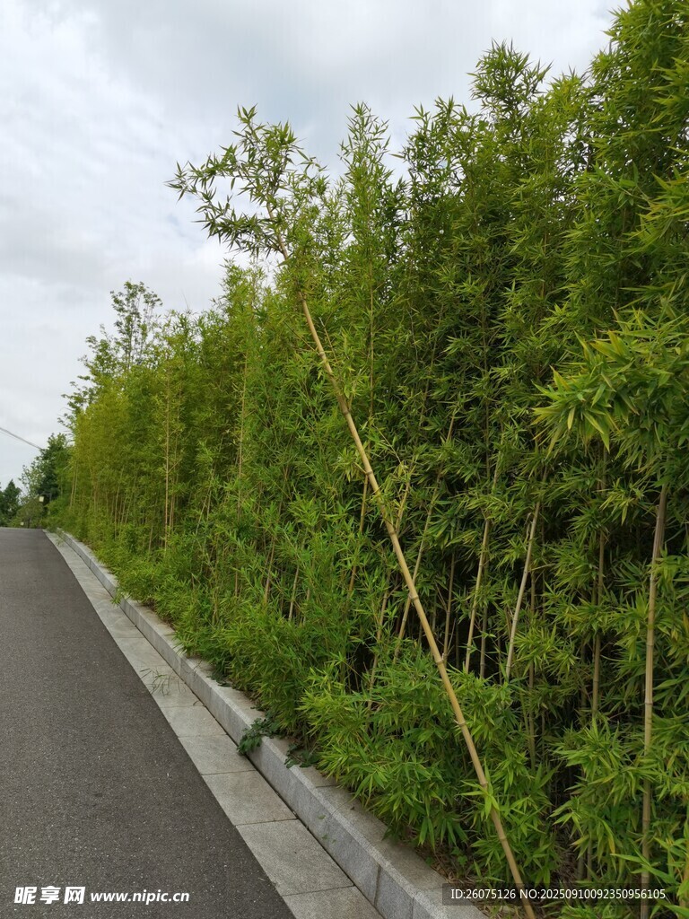 路边翠绿竹林风景