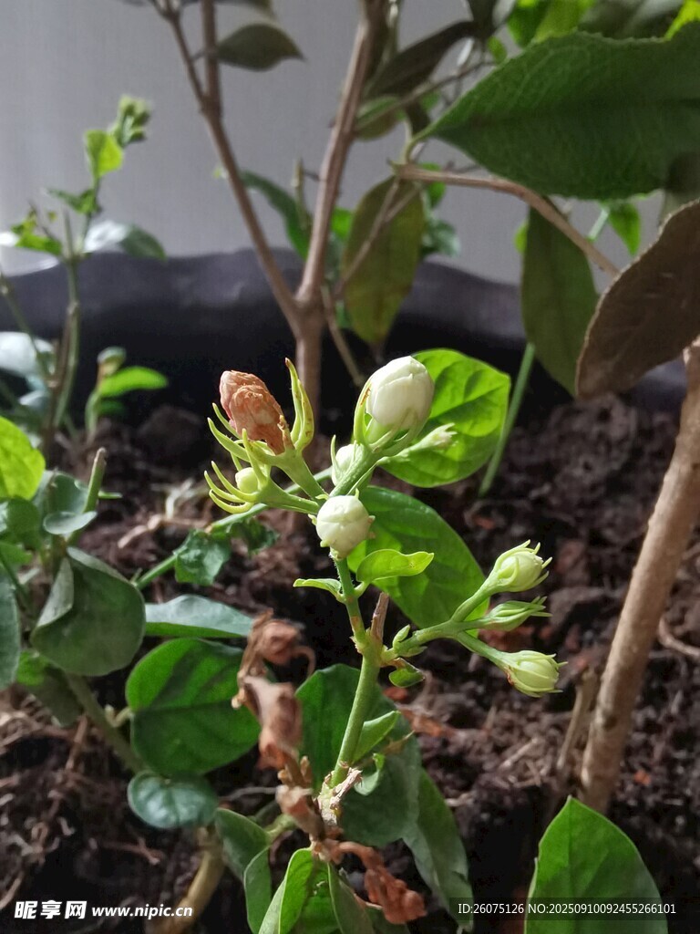 室内绿植茉莉花树苗特写
