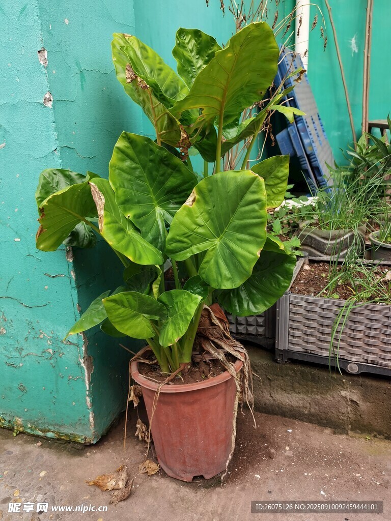 盆栽绿植置于墙角
