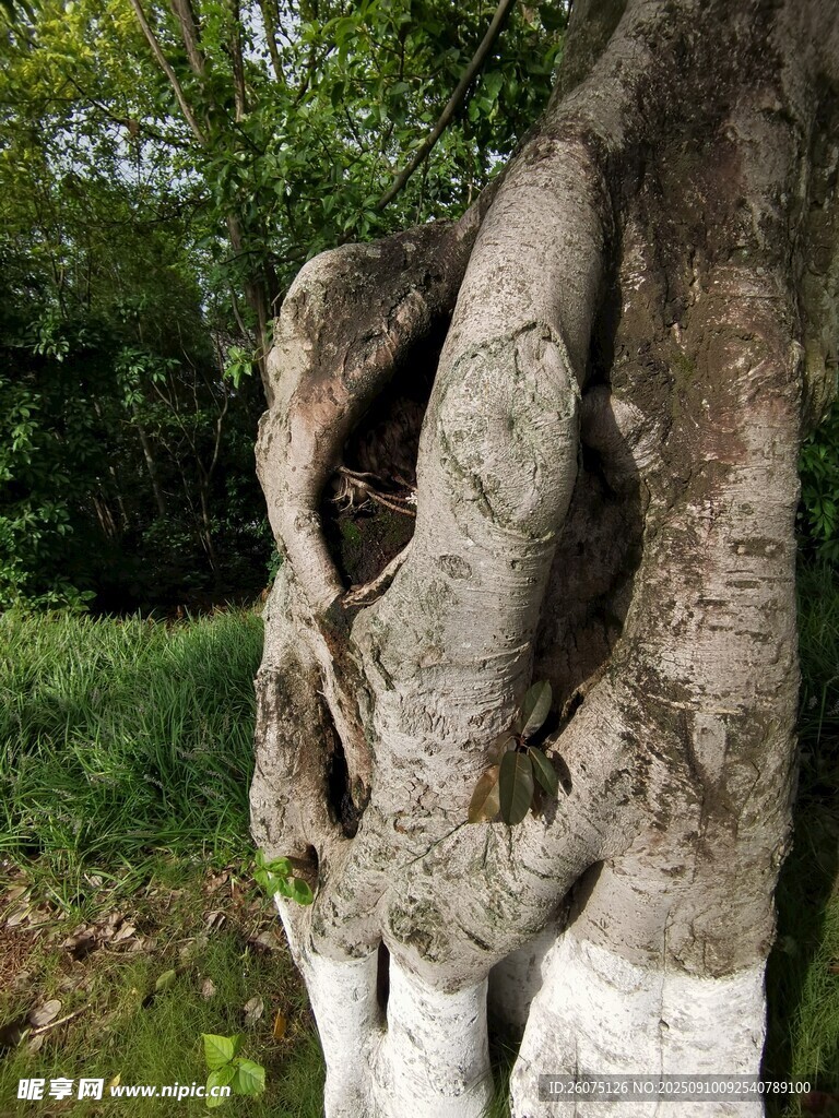 奇特树根缠绕造型